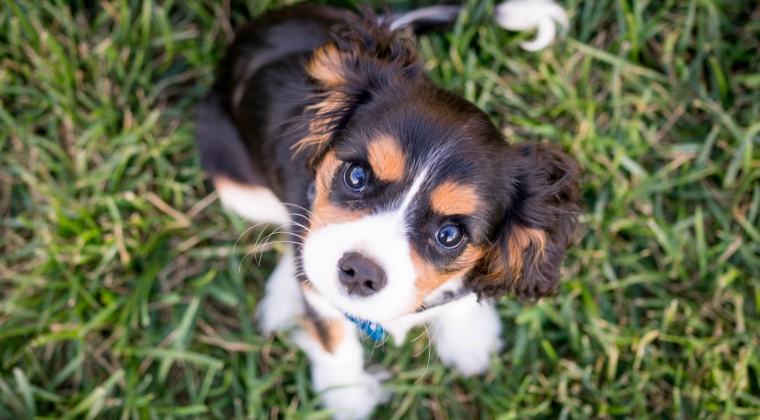 夢占い 子犬の夢の意味やメッセージをシーン別に解説 ラビはぴ 夢占い 子犬の夢の意味やメッセージをシーン別に解説 ラビはぴ